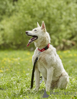 Additional photos: Incredibly beautiful, plush and big White in search of his man.