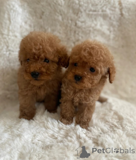 Photo №1. poodle (toy) - for sale in the city of Reine | 361$ | Announcement № 170177
