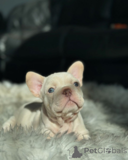 Photo №2 to announcement № 150635 for the sale of french bulldog - buy in Germany from the shelter, breeder