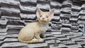 Photo №1. devon rex - for sale in the city of Bocholt | 329$ | Announcement № 149156