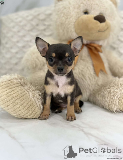 Photo №1. chihuahua - for sale in the city of Rovaniemi | 518$ | Announcement № 136540