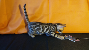 Photo №2 to announcement № 1565 for the sale of bengal cat - buy in Belarus private announcement, from nursery, breeder
