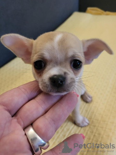 Additional photos: Mini Chihuahuas