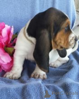 Photo №1. basset hound - for sale in the city of Tbilisi | negotiated | Announcement № 172130