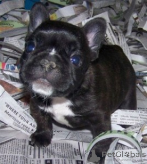 Photo №1. french bulldog - for sale in the city of Gżira | Is free | Announcement № 93356