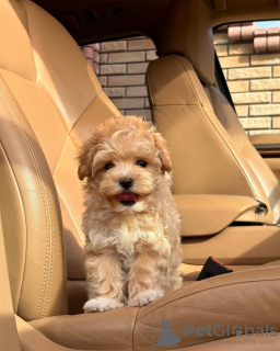 Additional photos: Maltipoo puppies.