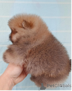 Photo №4. I will sell pomeranian in the city of Yerevan. private announcement, from nursery, breeder - price - 600$
