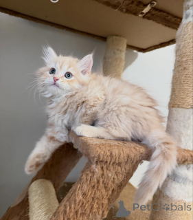 Photo №4. I will sell siberian cat in the city of DEVENTER. breeder - price - negotiated