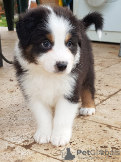 Photo №1. australian shepherd - for sale in the city of Marseilles | negotiated | Announcement № 91518