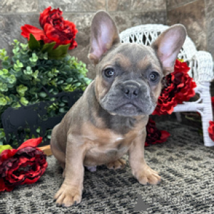 Photo №1. french bulldog - for sale in the city of Berlin | Is free | Announcement № 166634
