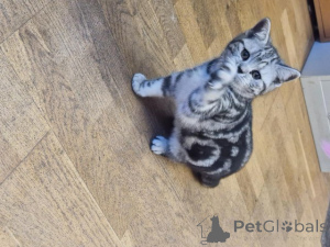 Photo №2 to announcement № 176167 for the sale of british shorthair - buy in Belgium private announcement