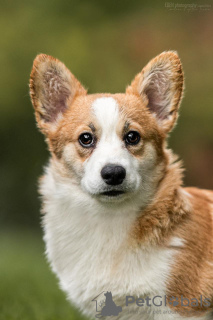 Photo №1. welsh corgi - for sale in the city of Geneva | 1661$ | Announcement № 19351