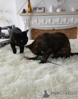 Photo №1. bombay cat - for sale in the city of Alken | 329$ | Announcement № 151626