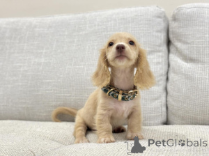 Photo №4. I will sell dachshund in the city of Cologne. breeder - price - negotiated