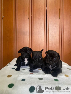 Photo №1. french bulldog - for sale in the city of Leskovac | negotiated | Announcement № 55623