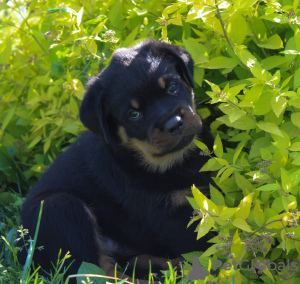 Photo №3. Rottweiler puppy. Belarus