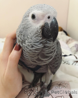 Photo №1. australian cattle dog, australian shepherd, australian terrier, broholmer, parson russell terrier - for sale in the city of Alabama | negotiated | Announcement № 145245