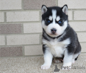 Photo №1. siberian husky - for sale in the city of LARNACA | negotiated | Announcement № 178017
