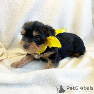 Photo №4. I will sell yorkshire terrier in the city of Berlin. private announcement, from the shelter - price - 568$