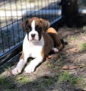 Photo №2 to announcement № 166116 for the sale of boxer - buy in United Kingdom private announcement, breeder