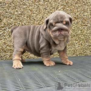 Photo №1. english bulldog - for sale in the city of Berlin | Is free | Announcement № 125096