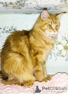 Photo №1. maine coon - for sale in the city of Minsk | 39$ | Announcement № 7997