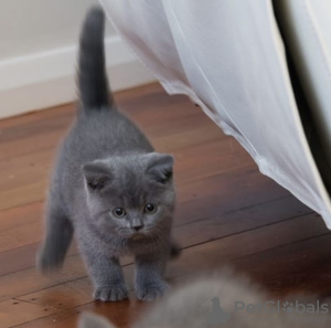 Additional photos: British shorthair