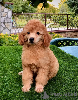 Photo №2 to announcement № 122377 for the sale of poodle (toy) - buy in Serbia breeder