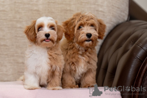 Photo №3. Bichon Havanese puppies. Serbia