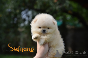 Photo №3. Pomeranian Boo Teddy Bear, Puzeranian pomeranian puppies. Serbia