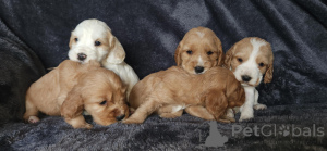 Photo №1. english cocker spaniel - for sale in the city of Bad Münsteerefel | negotiated | Announcement № 167415