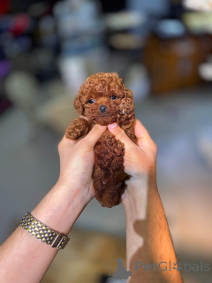 Photo №1. poodle (toy) - for sale in the city of Bad Kreuznach | 250$ | Announcement № 173556