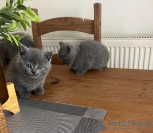 Photo №2 to announcement № 108601 for the sale of british shorthair - buy in Germany private announcement, from nursery, from the shelter, breeder