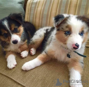 Photo №3. Wunderschöne Australian Shepherd Welpen. Germany