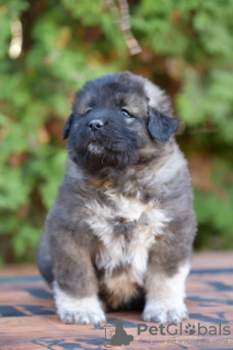 Photo №2 to announcement № 98196 for the sale of caucasian shepherd dog - buy in Serbia 