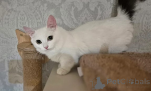 Photo №3. Munchkin Kittens. Germany