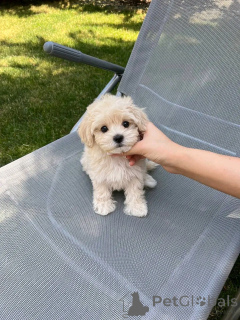 Photo №1. maltese dog - for sale in the city of Helsinki | 568$ | Announcement № 163771