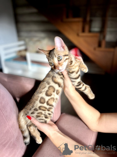 Photo №2 to announcement № 77988 for the sale of bengal cat - buy in Belarus from nursery, breeder