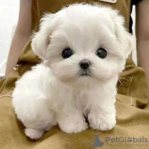 Photo №1. maltese dog - for sale in the city of Амстердам | negotiated | Announcement № 83121