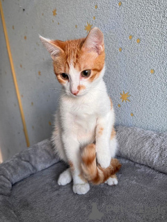 Photo №3. Tosha, a little peach kitten who is waiting for her person. Russian Federation