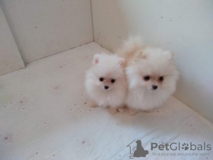 Photo №2 to announcement № 90746 for the sale of pomeranian - buy in Serbia breeder