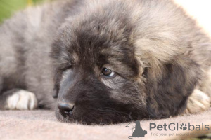 Additional photos: Caucasian German Shepherd puppies