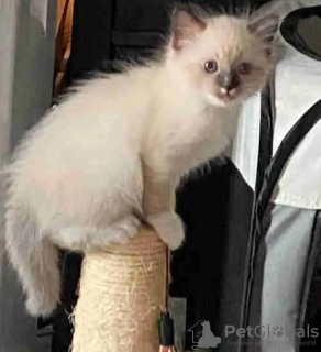 Photo №2 to announcement № 113474 for the sale of ragdoll - buy in Russian Federation private announcement