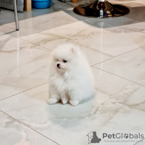 Photo №1. pomeranian - for sale in the city of Kiev | 1000$ | Announcement № 18094