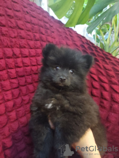 Photo №1. german spitz - for sale in the city of Novorossiysk | negotiated | Announcement № 91257