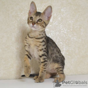 Photo №2 to announcement № 97599 for the sale of savannah cat - buy in Germany 