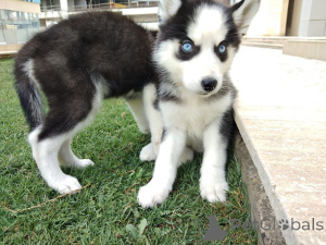 Photo №2 to announcement № 158328 for the sale of siberian husky - buy in Greece 