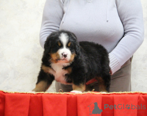 Photo №3. Puppy of Bernian Zennenhund. Russian Federation
