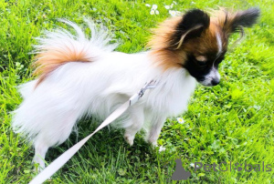 Photo №2 to announcement № 139122 for the sale of papillon dog - buy in Austria private announcement
