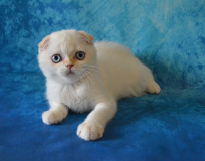 Additional photos: Scottish cat of rare color